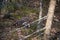 Beautiful female capercaillie on mountain clearing  Tetrao urogallus