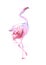 Beautiful female dancing pink flamingo smiling isolated on white background with pink splash for prints, fashion apparel