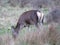 Beautiful female deer posing for the photo of large size