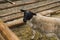 Beautiful female Dorper sheep on the farm. Animals on farming