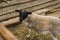 Beautiful female Dorper sheep on the farm. Animals on farming