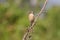 Beautiful female Eastern Stonechat in nature