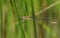 A beautiful female Emerald Damselfly Lestes sponsa perching on a reed at the edge of the water.