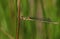 A beautiful female Emerald Damselfly Lestes sponsa perching on a reed at the edge of the water.