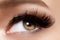 Beautiful female eye with extreme long eyelashes, black liner makeup. Perfect make-up, long lashes. Closeup fashion eyes