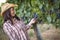 Beautiful Female Farmer Inspecting Grapes in Vineyard