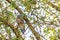 Beautiful female Gang-Gang Cockatoo perching on a tree branch in