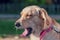 Beautiful female golden retriever dog yawning  in a park, close up