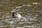 Beautiful Female Goldeneye duck