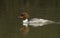 A beautiful female Goosander Mergus merganser fishing on a fast flowing river.