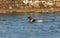 A beautiful female Goosander Mergus merganser fishing on a lake.