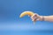 Beautiful female hand hold banana like gun. Blue background. Minimal design. Copy space