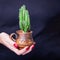 Beautiful female hand holding ceramic cup with green cactus. Manicure with red nail polish. Black background