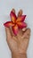 A beautiful female hand with a single plumeria flower