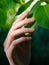 Beautiful female hand touching leaves of walnut tree in spring