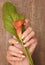 Beautiful female hands with gold nail design holding calla lily