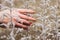 Beautiful female hands touch dry herbs. Natural herbs grow in the field.