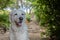 Beautiful female Kuvasz