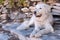 Beautiful Female Kuvasz Dog