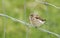 A beautiful female Linnet, Carduelis cannabina, perched on a wire fence.