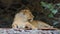 A Beautiful Female Lion Lies in Asone Wall Niche in a Zoo in Summer