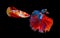 Beautiful female and male betta splendens half moon siamese betta fish on black background
