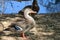 Beautiful Female Mallard at Riparian preserve, Arizona