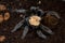 beautiful female Mexican golden red rump tarantula Brachypelma albiceps. Top view