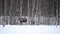 Beautiful female moose and calf feeding on forest foliage in frozen arctic circle winter landscape