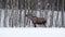 Beautiful female moose feeding on forest foliage in frozen arctic circle winter landscape