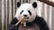 Beautiful Female Panda eating bamboo shoot, Chengdu, China