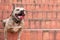 Beautiful female pitbull panting and resting on orange stairs. Breaking patterns. Dog smiling with tongue out.