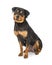 Beautiful Female Rottweiler Dog Sitting