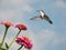 Beautiful female Ruby-throated Hummingbird