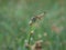 Beautiful female scarlet dwarf dragonfly on the grass pistil