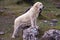 Beautiful female of Spanish Mastiff Breed on the rock