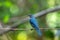 Beautiful female Verditer Flycatcher bird in blue perching on a
