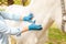 beautiful female vet inspects a white horse. Love, medicine, pet care, trust, happiness, health. neck sprain ligament