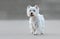 Beautiful female west highland terrier