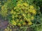 Beautiful fennel yellow flower on the plant