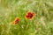 Beautiful feral Indian blanket flower