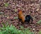 Beautiful feral rooster on Kauai, Hawaii