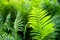 Beautiful fern on the background of fern thickets.