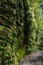 Beautiful Fern Canyon at the California west coast, Redwood National Park