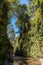 Beautiful Fern Canyon at the California west coast, Redwood National Park