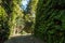 Beautiful Fern Canyon at the California west coast, Redwood National Park