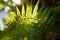 Beautiful fern in dense forest