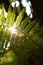 Beautiful fern in dense forest