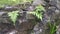 Beautiful fern fronds grow wildly in the dead palm tree