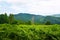 Beautiful fern glade against backdrop of wooded mountains